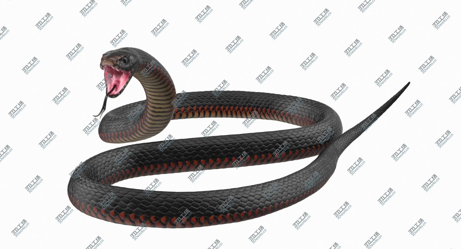 images/goods_img/202104092/Desert Black King Snake Rigged for Cinema 4D 3D model/2.jpg